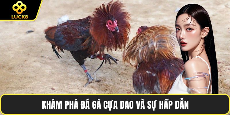 Khám phá đá gà cựa dao và sự hấp dẫn