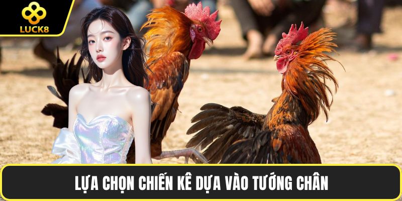 Lựa chọn chiến kê dựa vào tướng chân