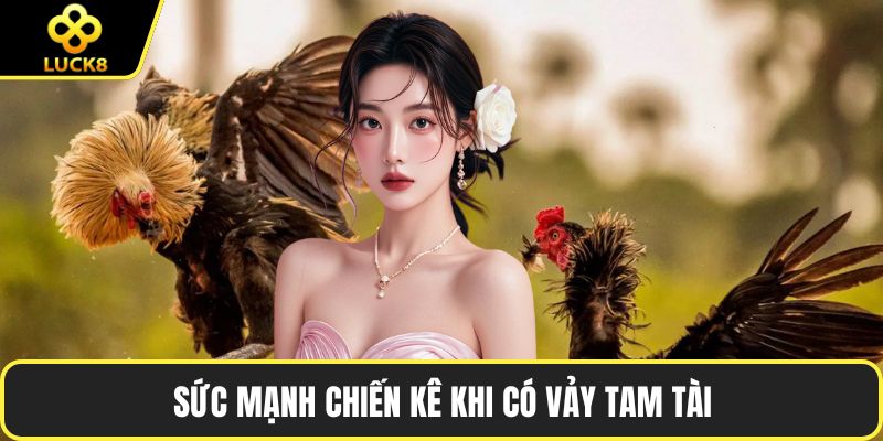 Sức mạnh chiến kê khi có vảy tam tài
